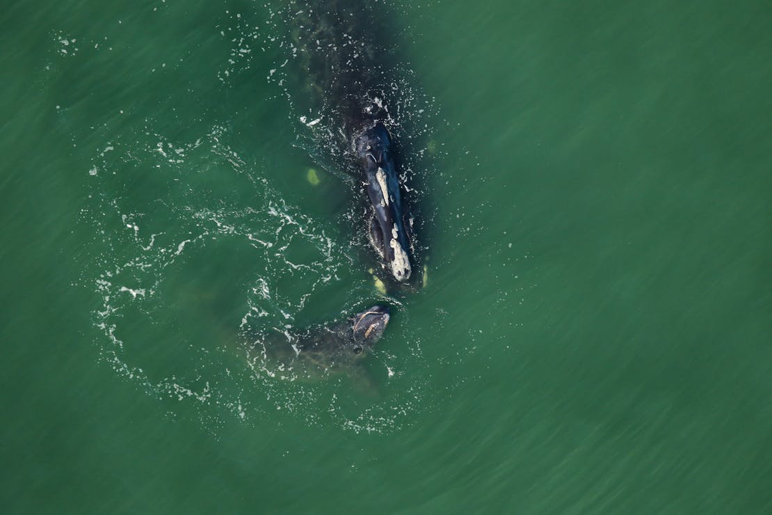 North Atlantic Right Whale