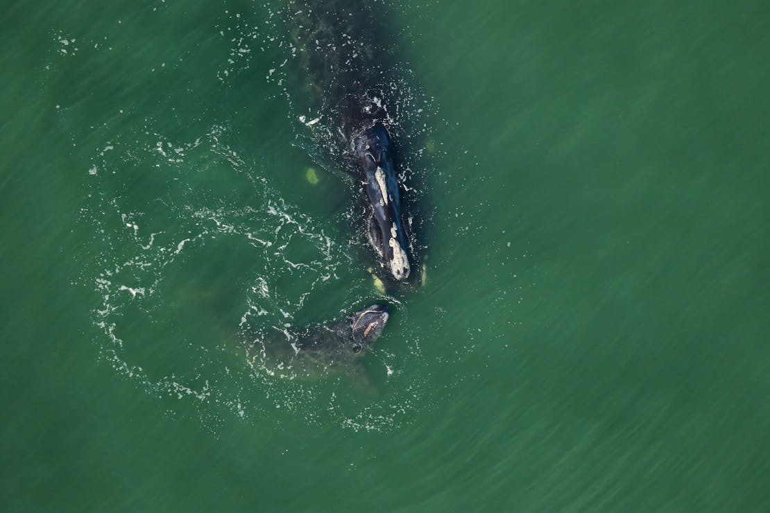 North Atlantic Right Whale 