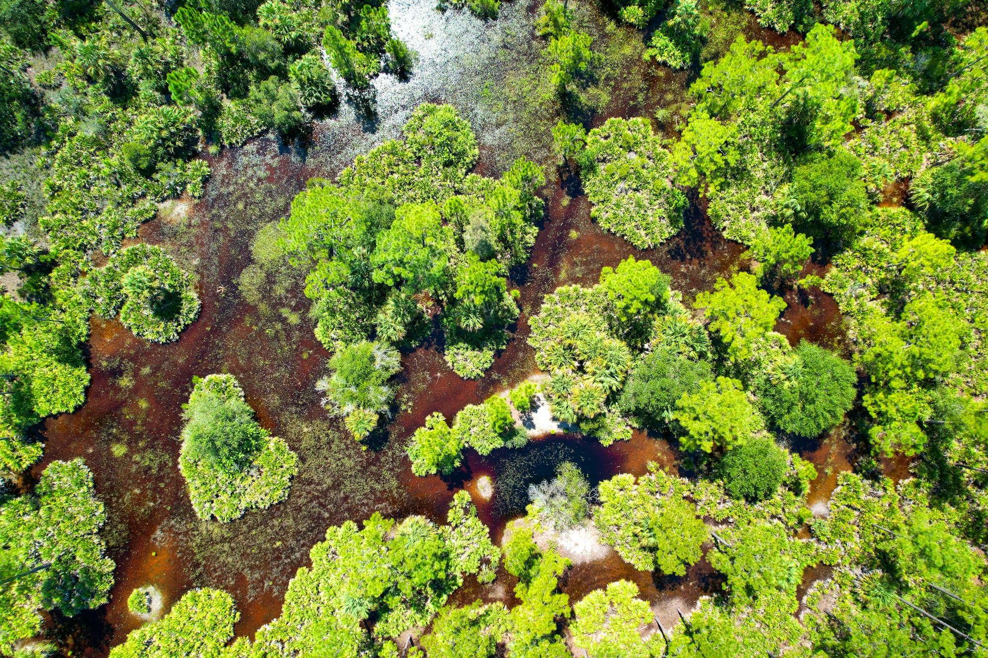 Aerial Wetland Landscape - Dinner Island Ranch Wildlife Management Area - Florida