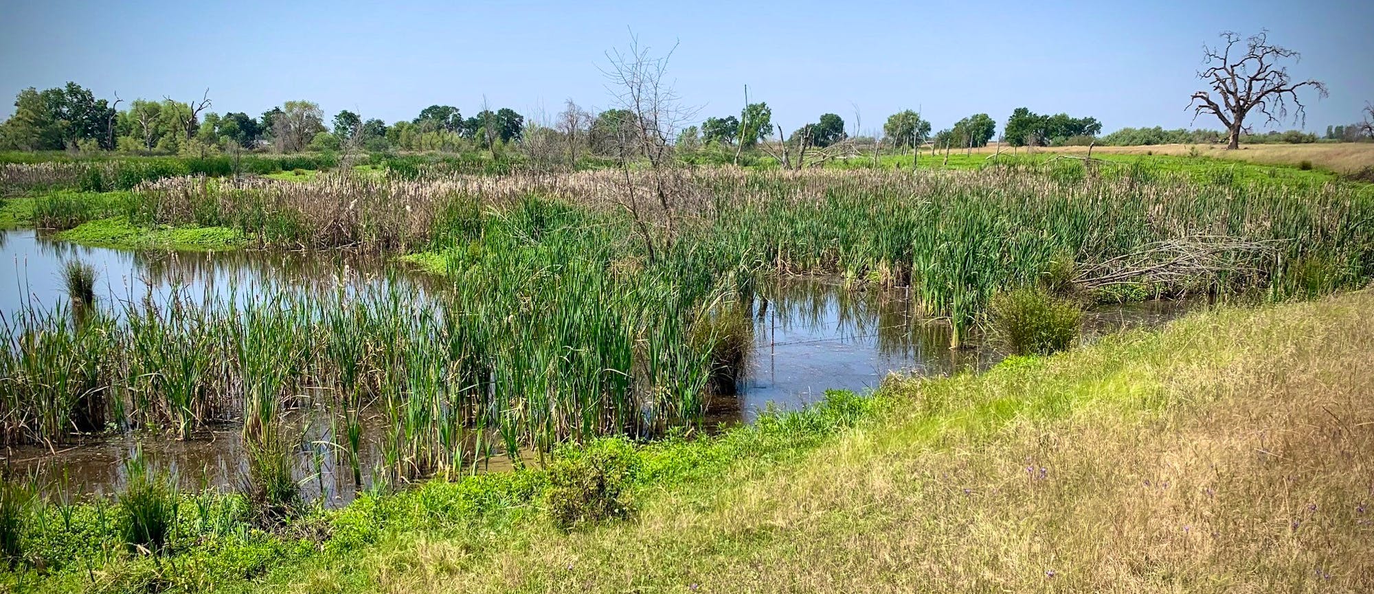 Doty Ravine Beaver Field Trip Event