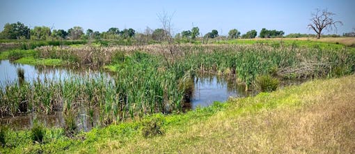 Doty Ravine Beaver Field Trip Event