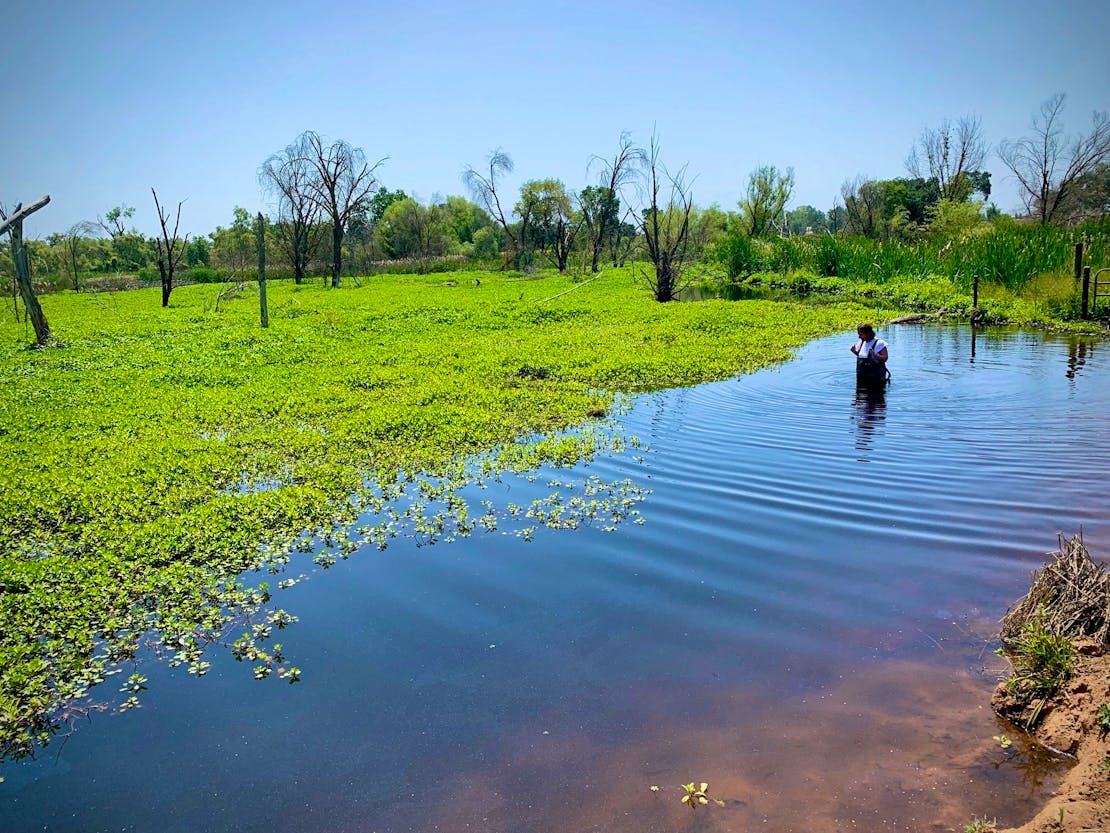 Doty Ravine Beaver Field Trip Event with person in water
