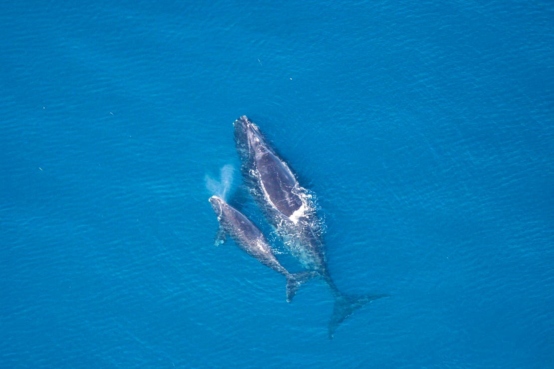 North Atlantic Right Whale