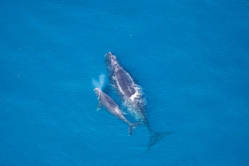 North Atlantic Right Whale 