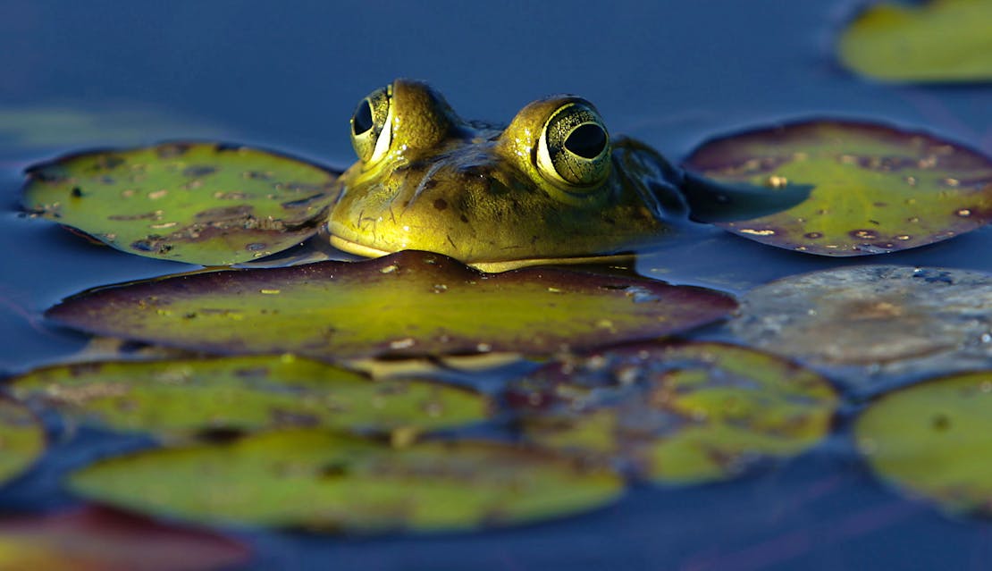 2006.07.16 - Bullfrog Among the Lily Pads - Munsel Lake - Florence - Oregon - Kevin Clark