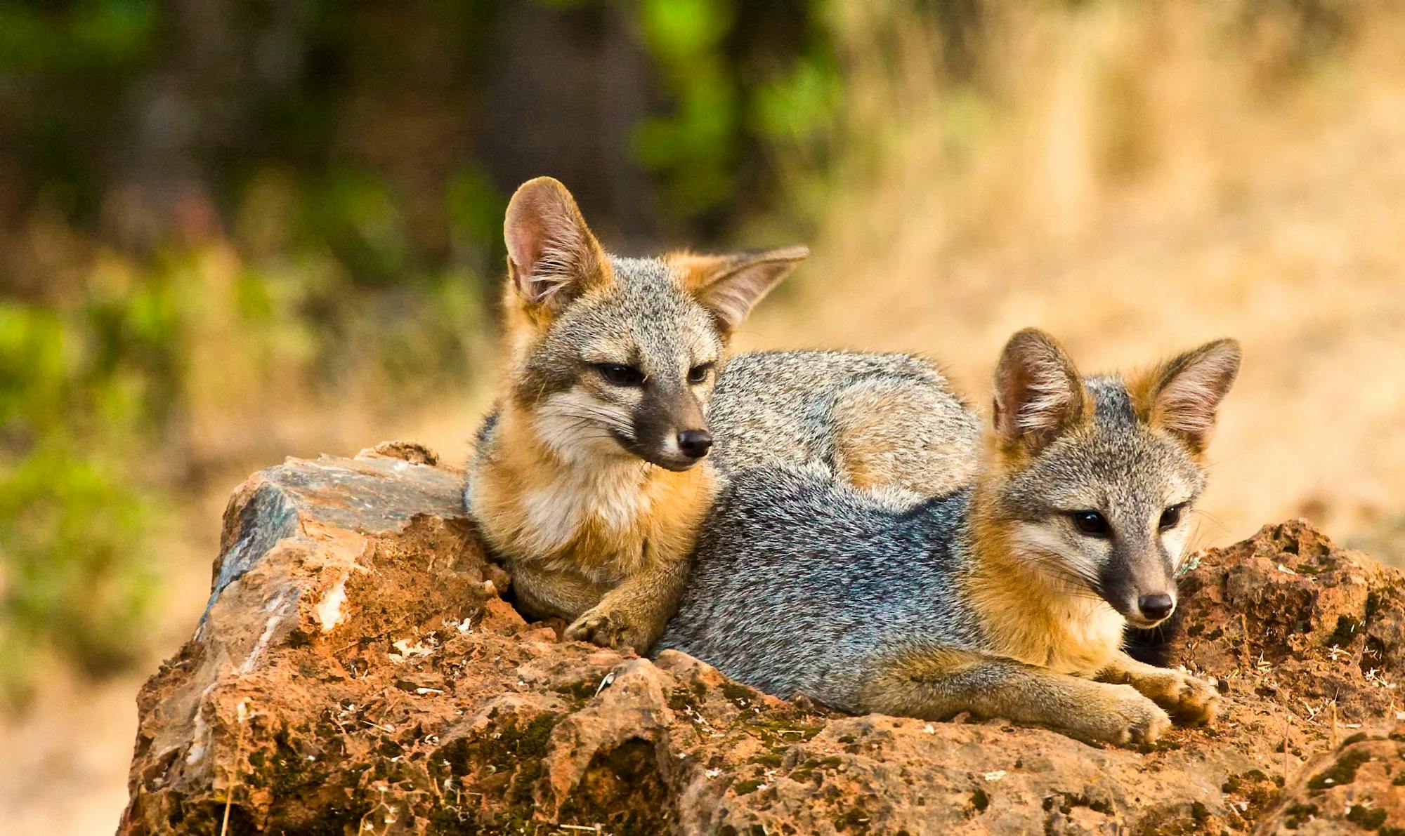 Resting Gray Foxes