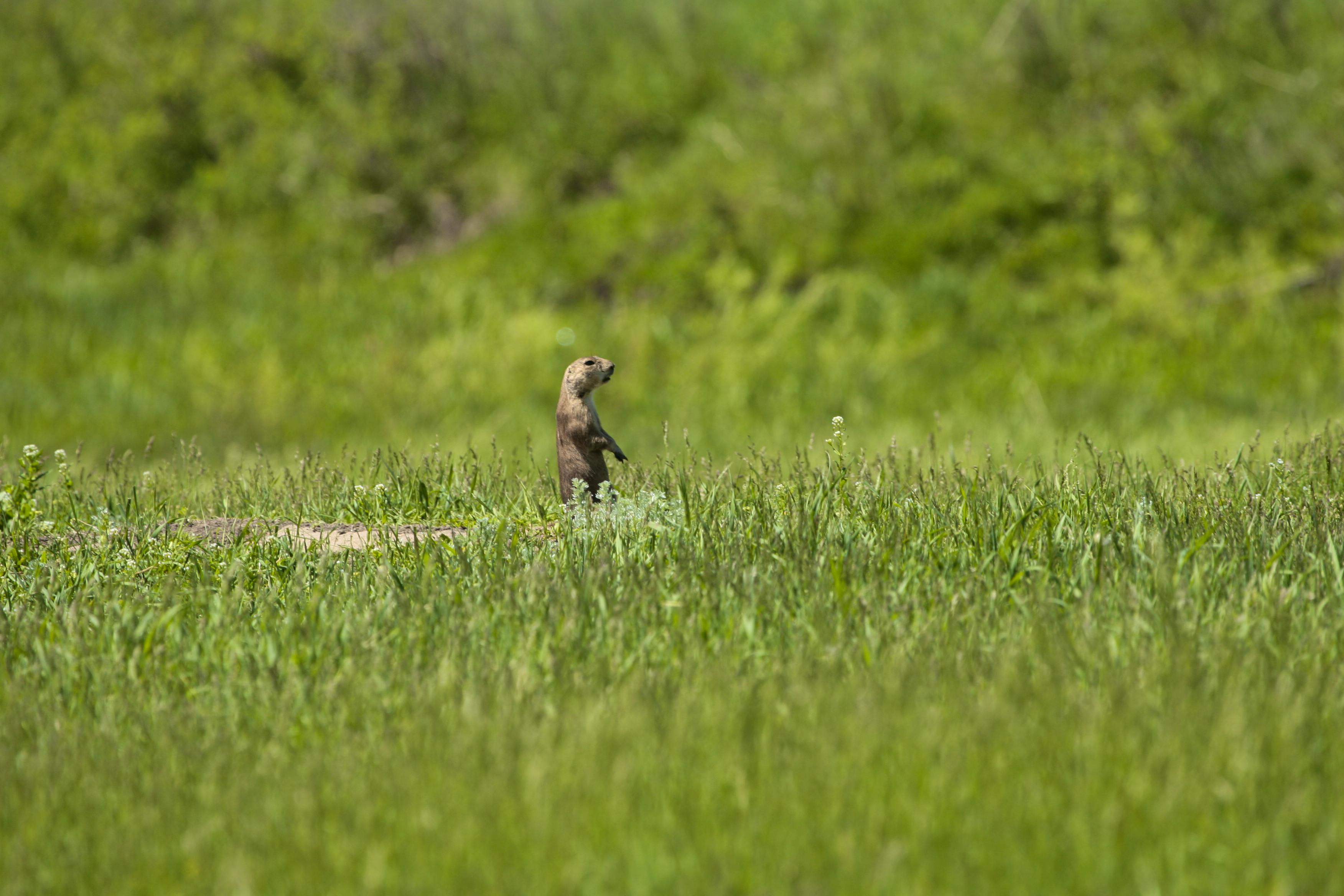 2010.06.04 - Prairie Dog Sentinel - Custer State Park - South Dakota - Randy Vacchi