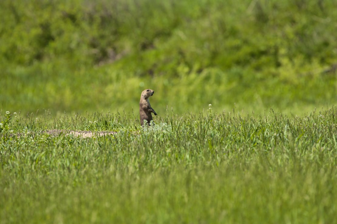 2010.06.04 - Prairie Dog Sentinel - Custer State Park - South Dakota - Randy Vacchi