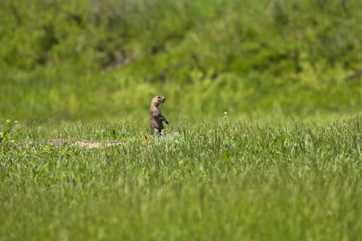 2010.06.04 - Prairie Dog Sentinel - Custer State Park - South Dakota - Randy Vacchi