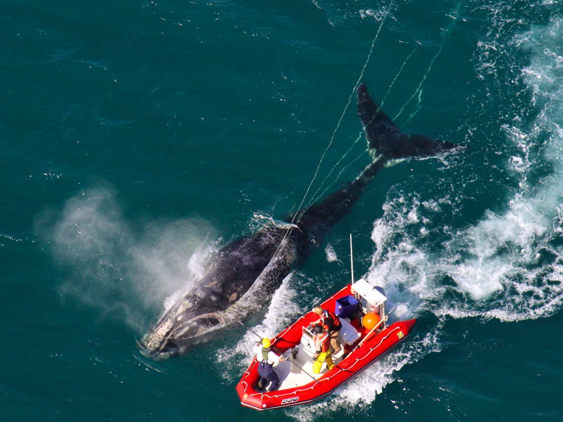 Researchers with North Atlantic Right Whale