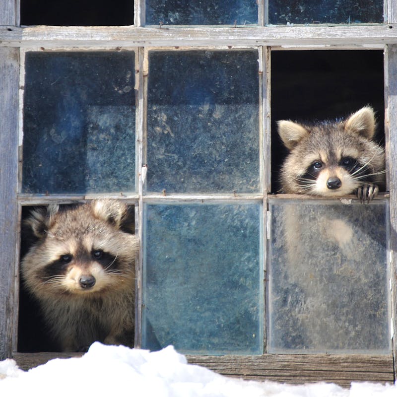 Raccoons Peeking Through Broken Window