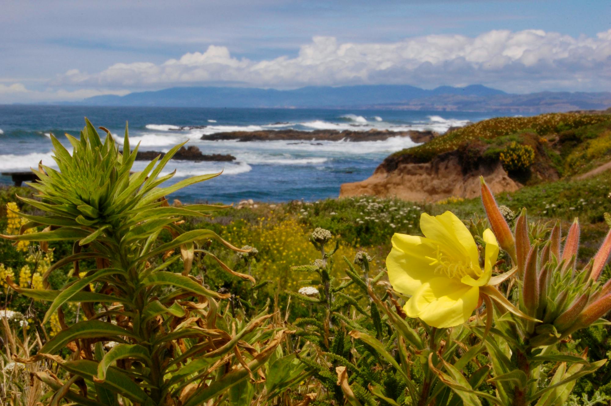 2011.06.02 - Beach Flowers - Highway 1 - Half Moon Bay - California - Leslie Gibson