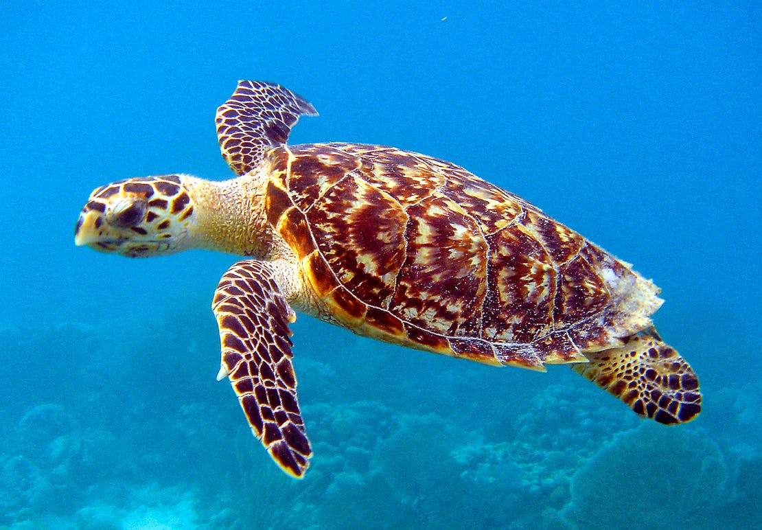 2011.06.16 - Hawksbill Sea Turtle - Caroline S. Rogers - NOAA