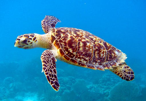 2011.06.16 - Hawksbill Sea Turtle - Caroline S. Rogers - NOAA