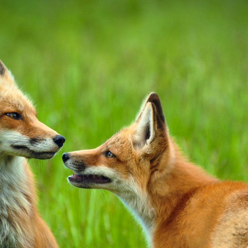 Red foxes