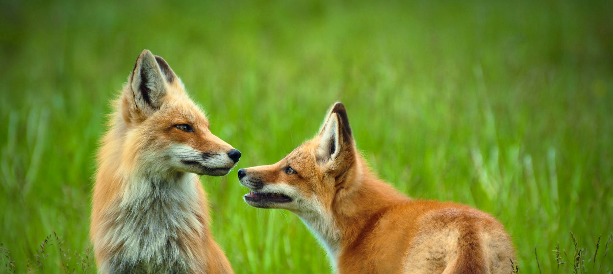 Red foxes