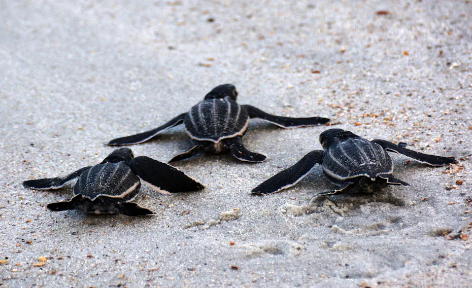Help Turtles How You Can Help Sea Turtles | Defenders of Wildlife
