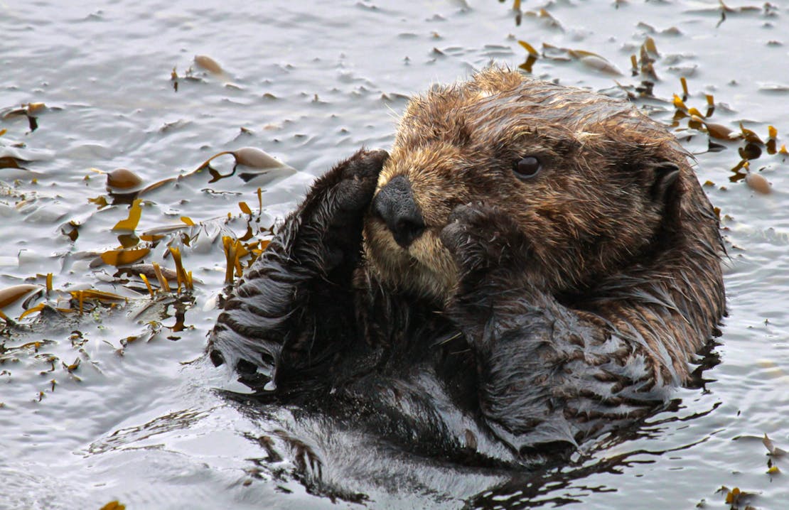 2014.07.26 - Southern Sea Otter - California - Lilian Carswell-USFWS