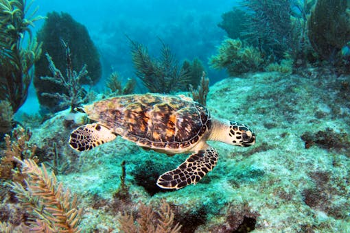 2014.12.16 - Hawksbill Sea Turtle - Florida - Joe Quinn-Alamy Stock Photo