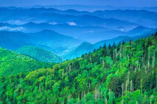 2017.03.22 - Expansive Forest - Nantahala National Forest - Blue Ridge Mountains - North Carolina - Bill Lea