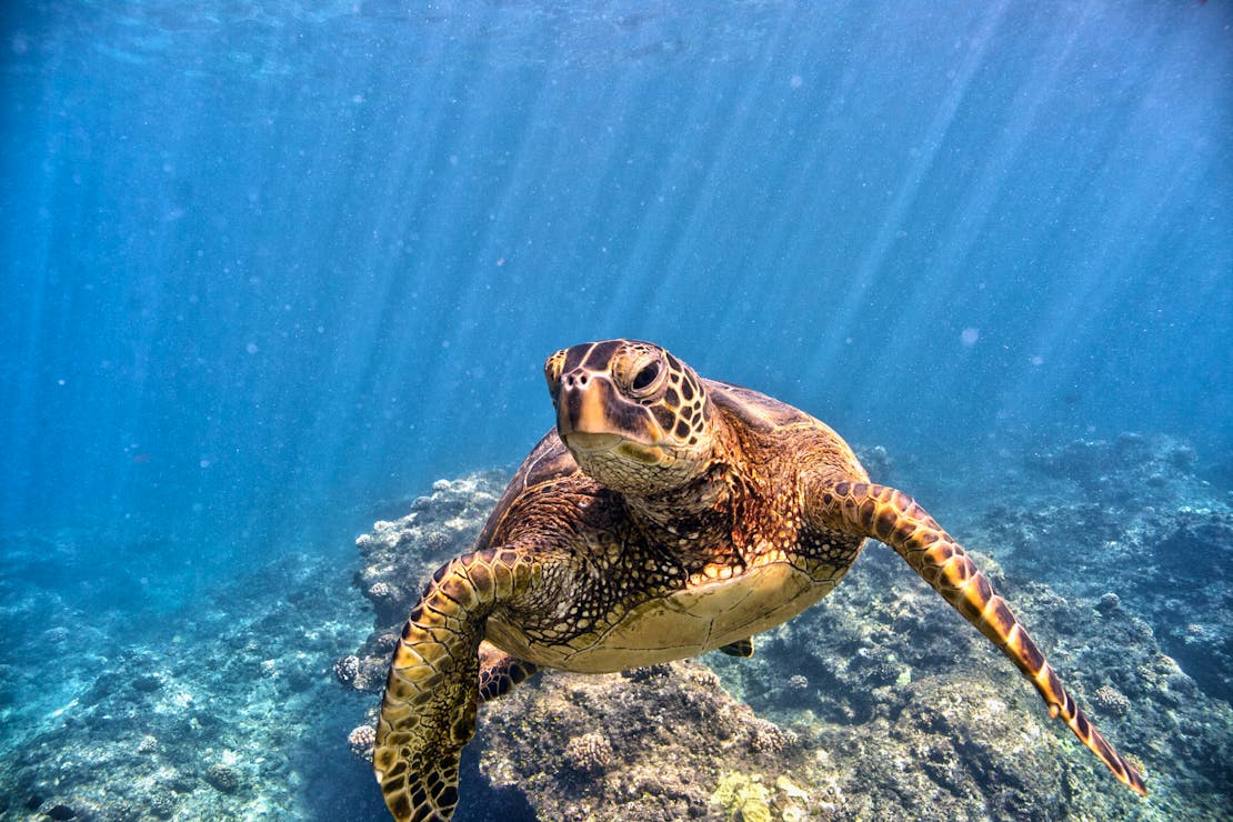 2017.09.21 - Green Sea Turtle - Swimming - Papahānaumokuākea Marine National Monument - Hawaii - NOAA