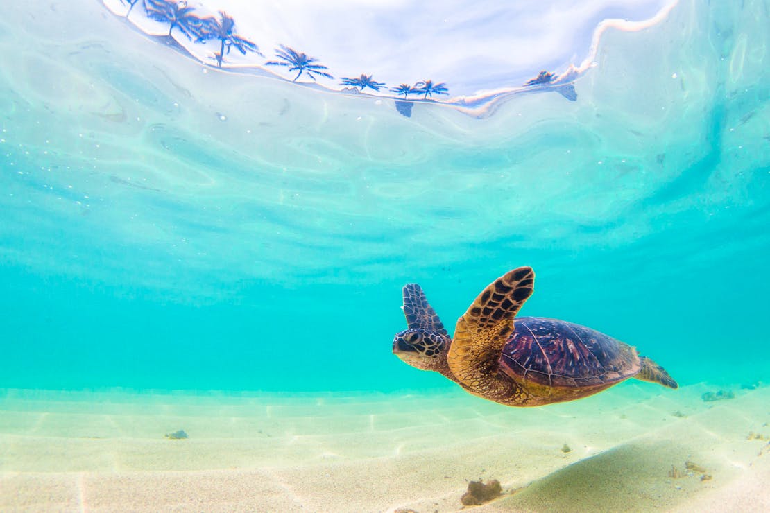 2017.12.26 - Green Sea Turtle Swimming in Pacific Ocean - Hawaii - Shane Myers-Alamy Stock Photo