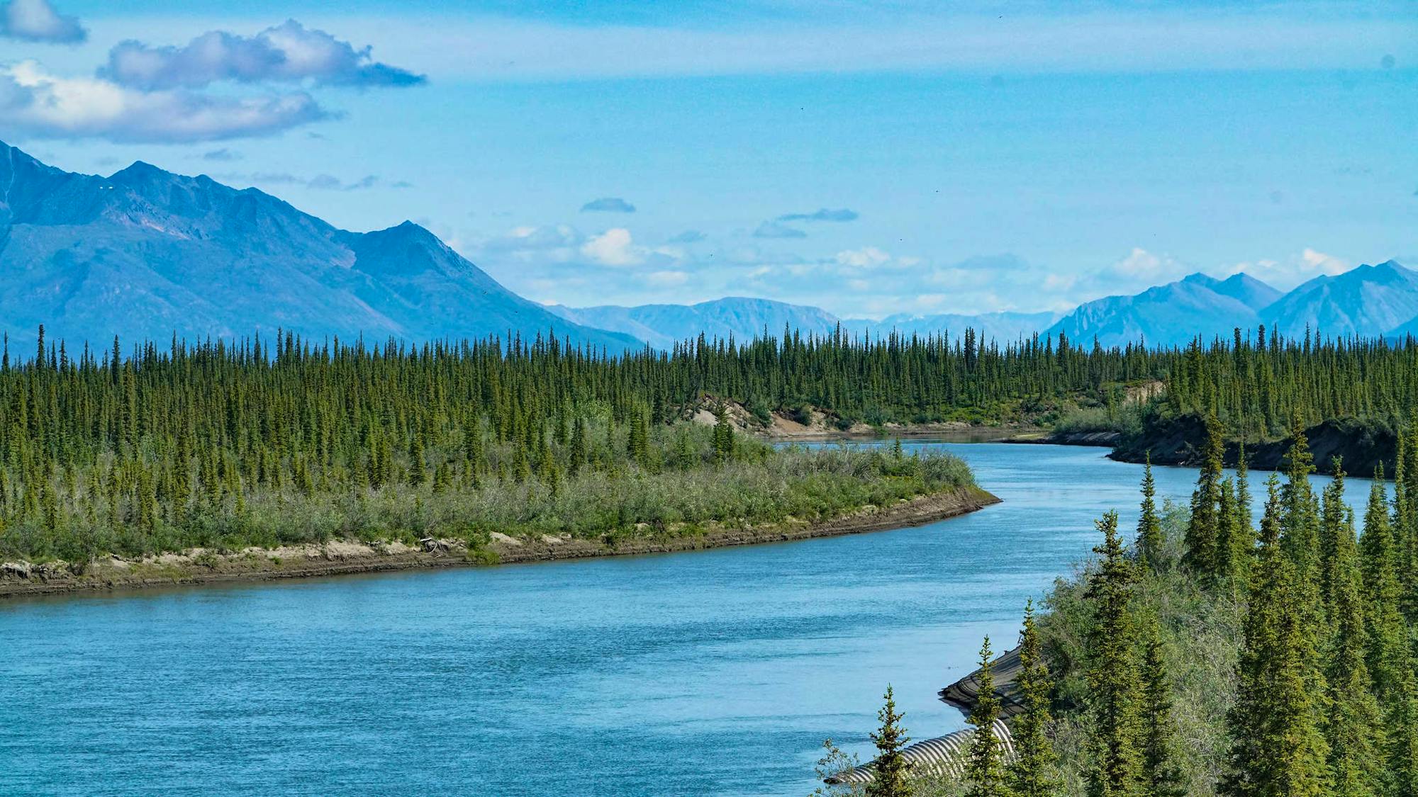 2019.07.02-Landscape of Black Spruce Pines-Danielle Brigida-USFWS