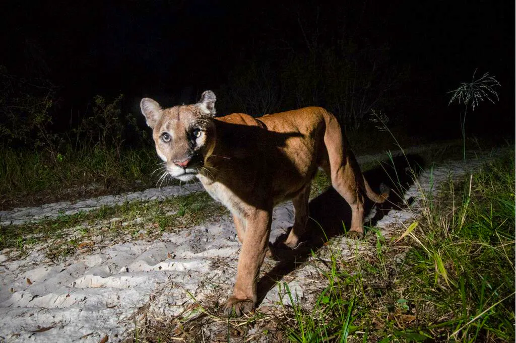2019.08.07 - Florida Panther looking straight at camera - MS 45 - fStop Foundation 