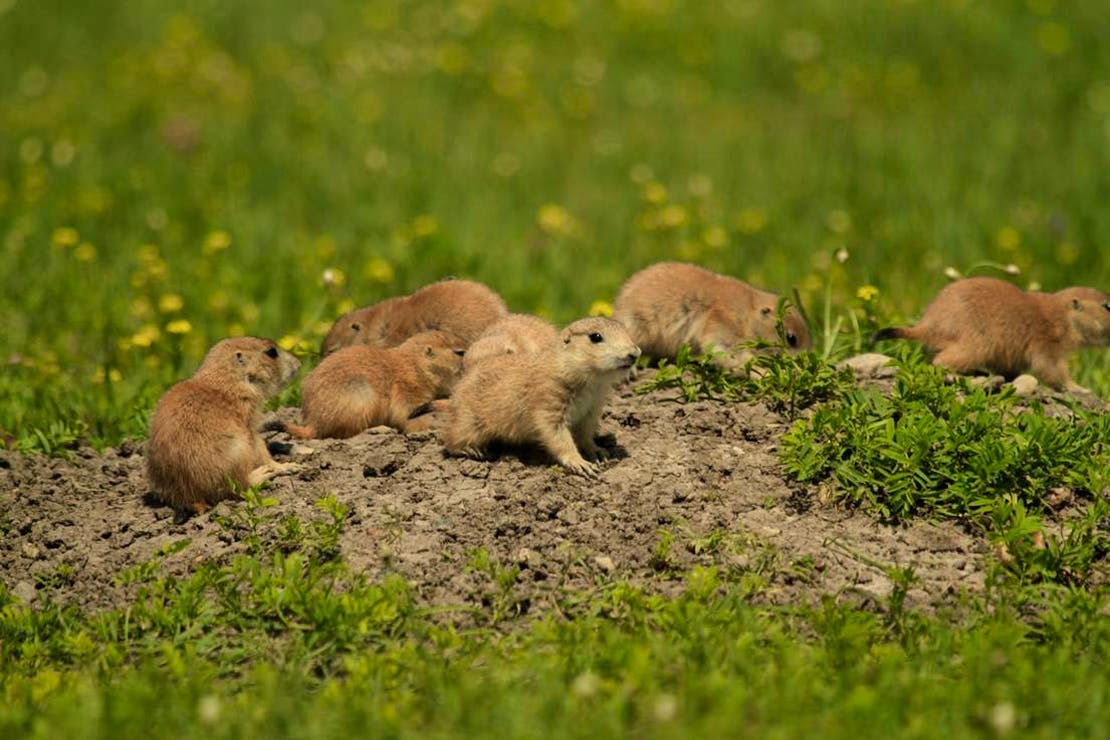 2019.08.29 - Black Tailed Prairie Dog Family - Badlands National Park - South Dakota - DOW