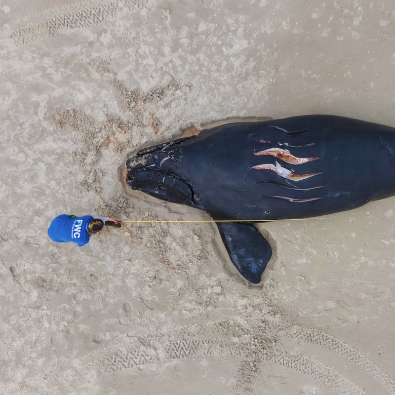 North Atlantic Right Whale