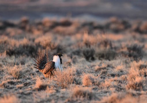 Greater Sage-Grouse in sagebrush sea