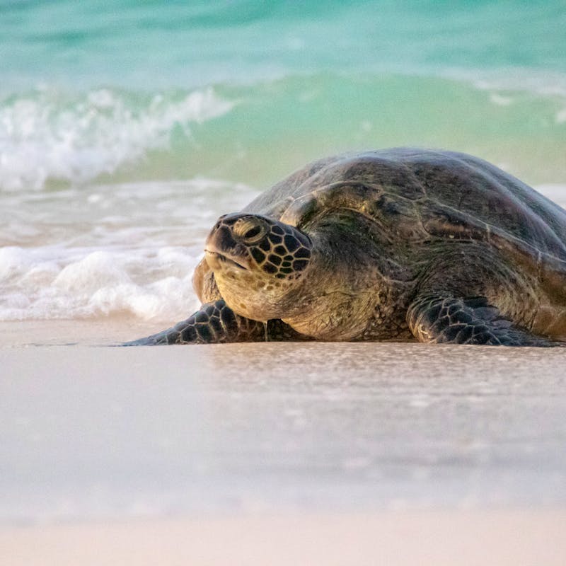 2022.05.20 - Green Sea Turtle on Beach - Midway Atoll National Wildlife Refuge - Hawaii - Percy Ulsamer-USFWS