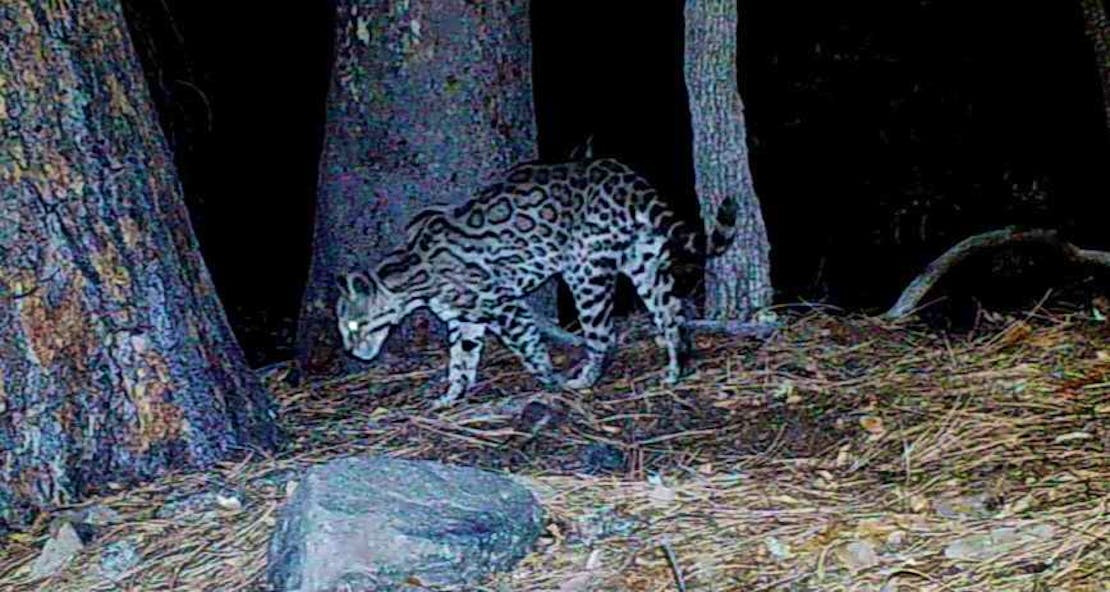 20230725 - Ocelot on trail camera - profile left - Jason Miller-https---www.youtube.com-@JasonMillerOutdoors