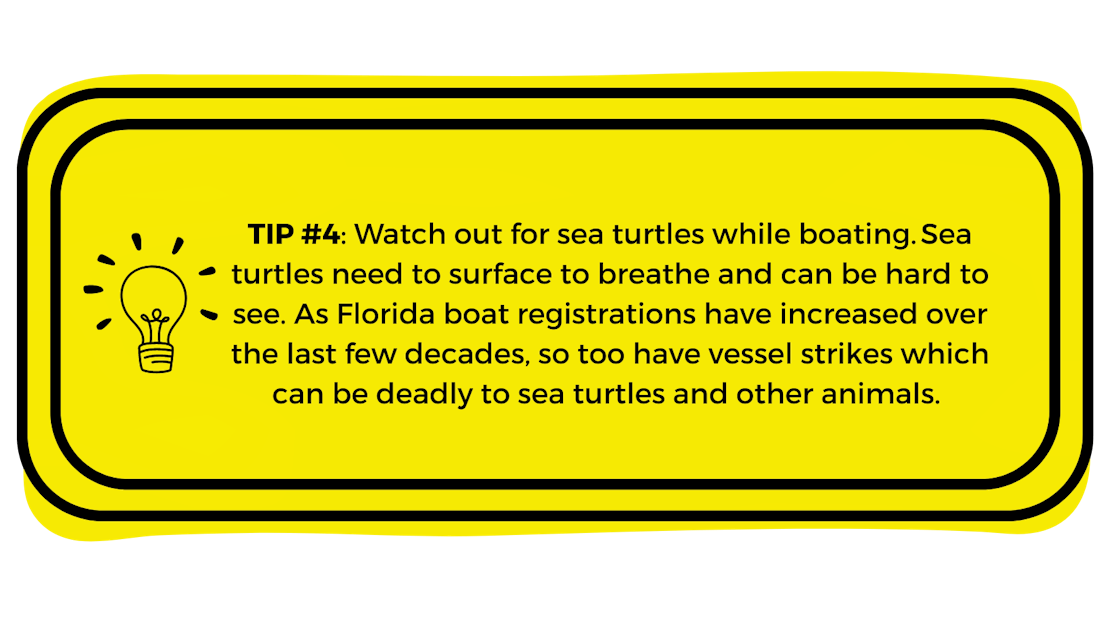 Tip #4 Turtle Blog