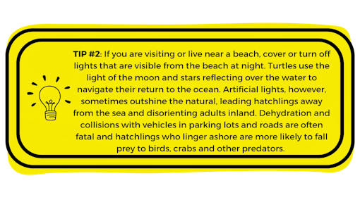 Yellow box with "Tip #2: If you are visiting or live near a beach, cover or turn off lights that are visible from the beach at night. Turtles use the light of the moon and stars reflecting over the water to navigate their return to the ocean. Artificial lights, however, sometimes outshine the natural, leading hatchlings away from the sea and disorienting adults inland. Dehydration and collisions with vehicles in parking lots and roads are often fatal and hatchlings who linger ashore are more likely to fall prey to birds, crabs and other predators." written in it.