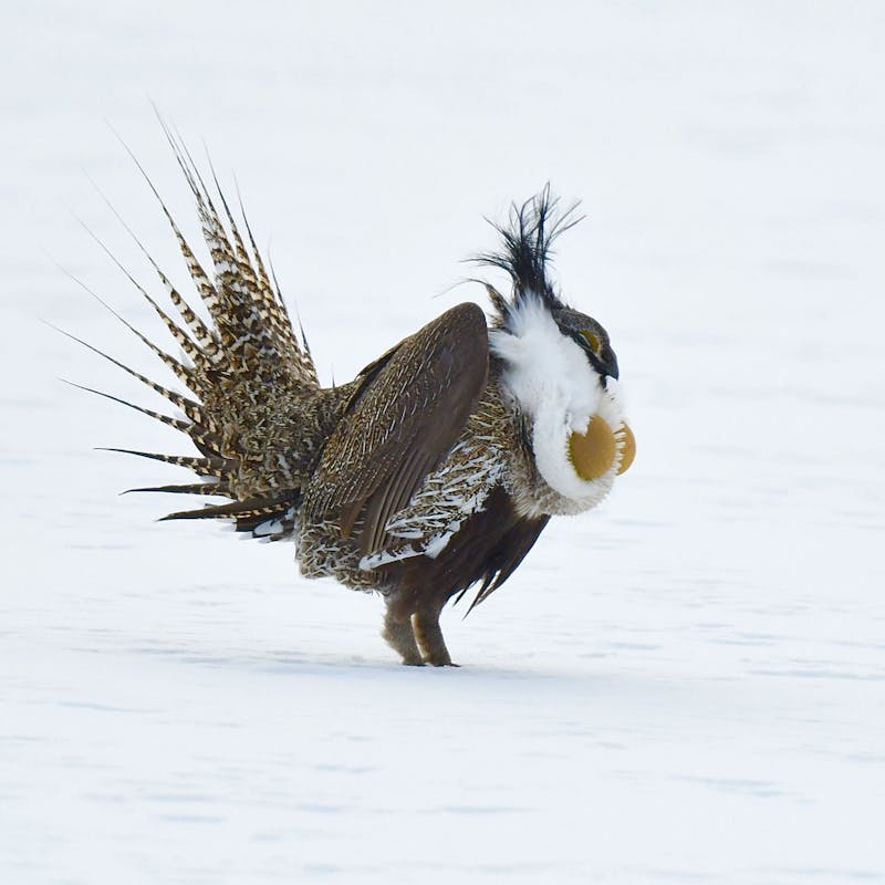 Gunnison sage-grouse in snow_Larry Lamsa