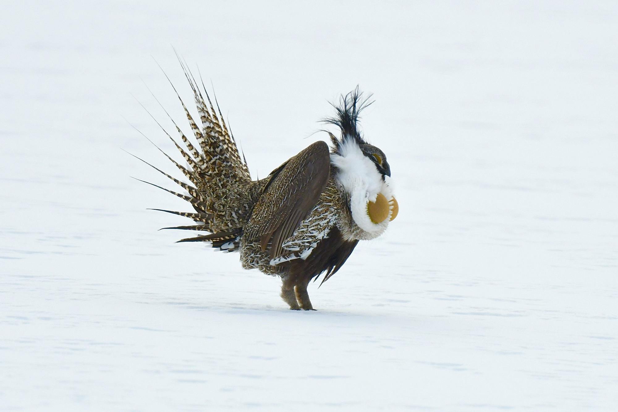 Gunnison sage-grouse in snow_Larry Lamsa