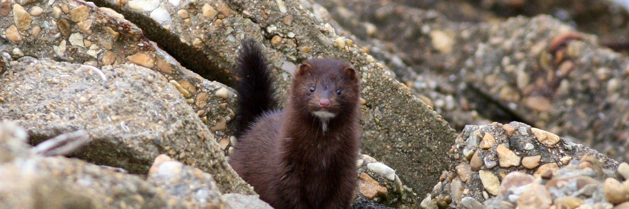 American Mink