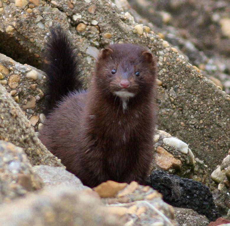 American Mink