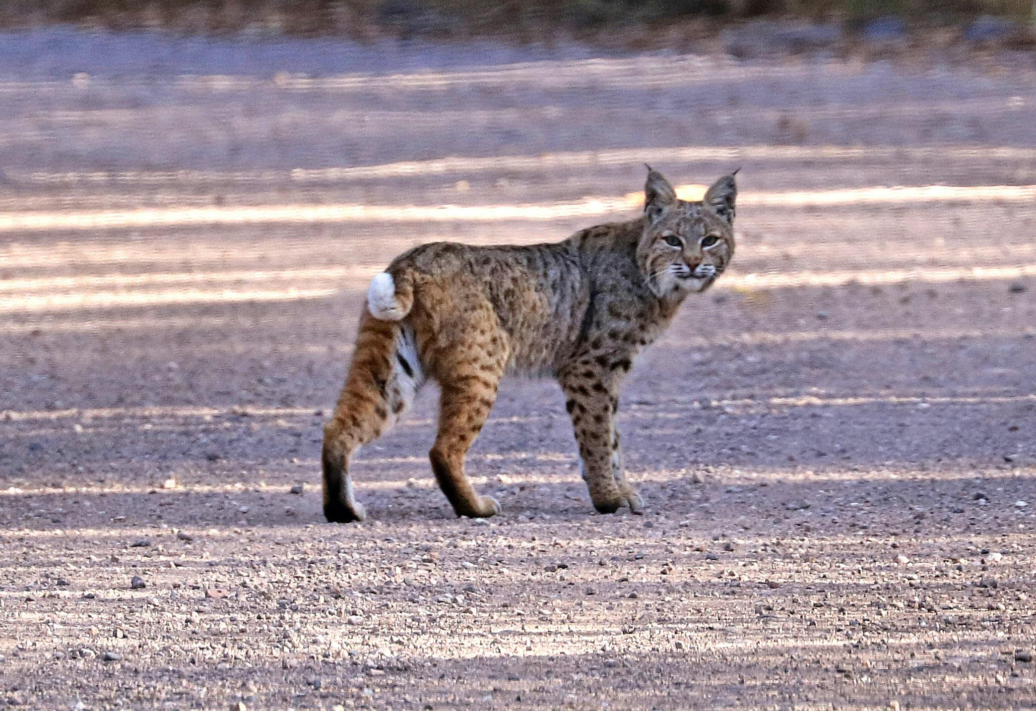 Bobcat