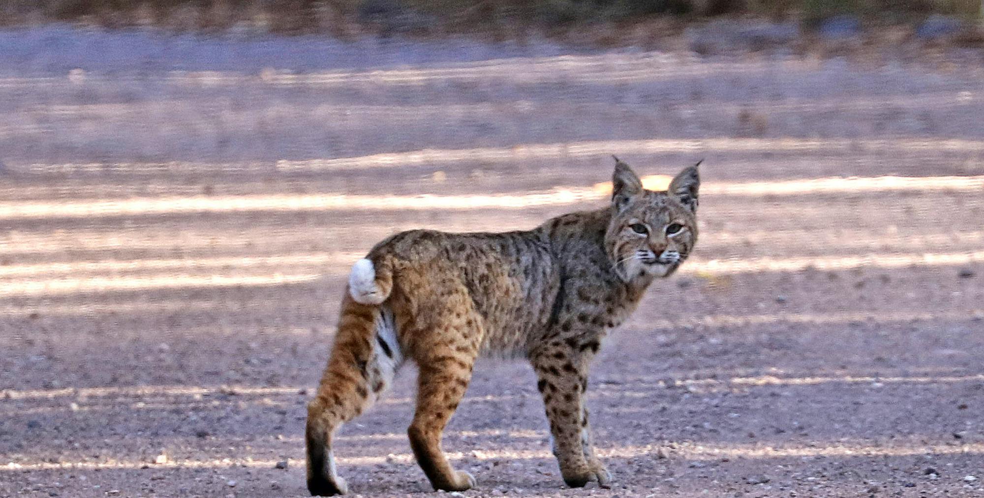 Bobcat