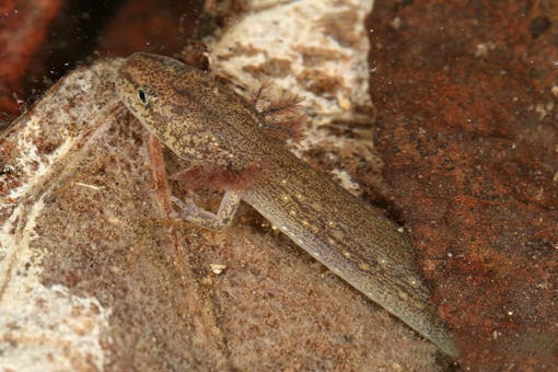 Eurycea_tonkawae_ Jollyville Plateau salamander_Piershendrie