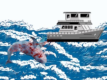 right whale advocacy toolkit