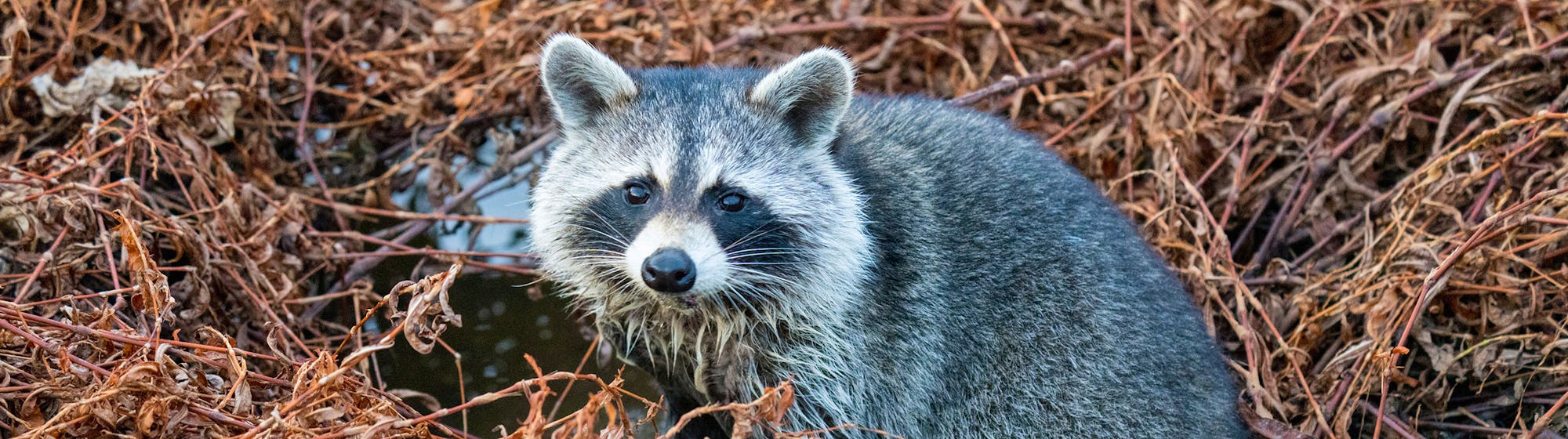 Raccoon