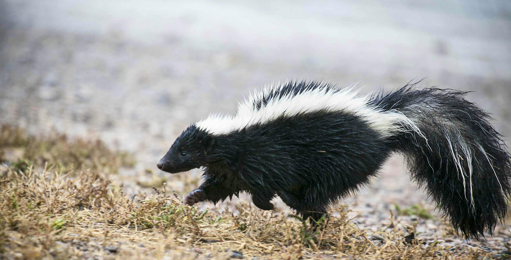 Striped Skunk