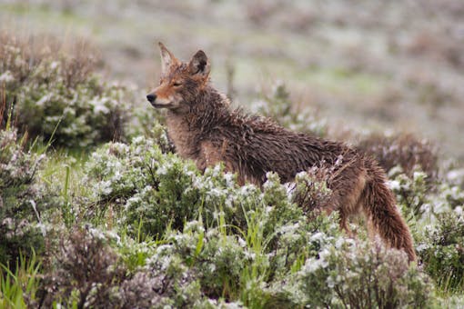 2008.06.05 - Coyote in Sagebrush - Yellowstone National Park - Wyoming - Joanne McCubrey