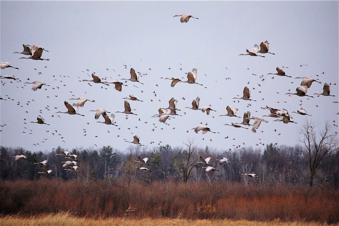 2010.11.14 - Flying Sandhill Crane Flock - Navarino Wildlife Area - Wisconsin - TJ Sweet