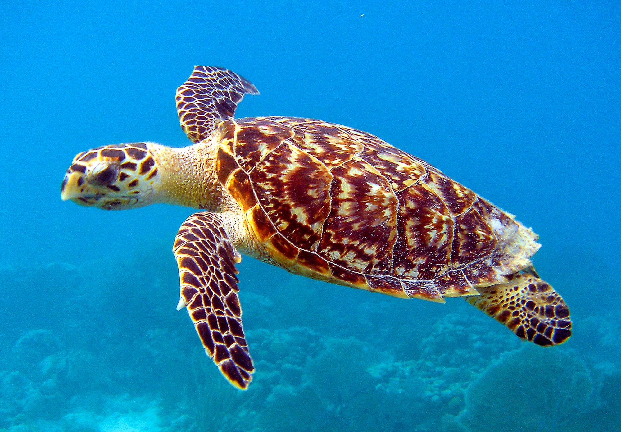 Hawksbill Sea Turtle