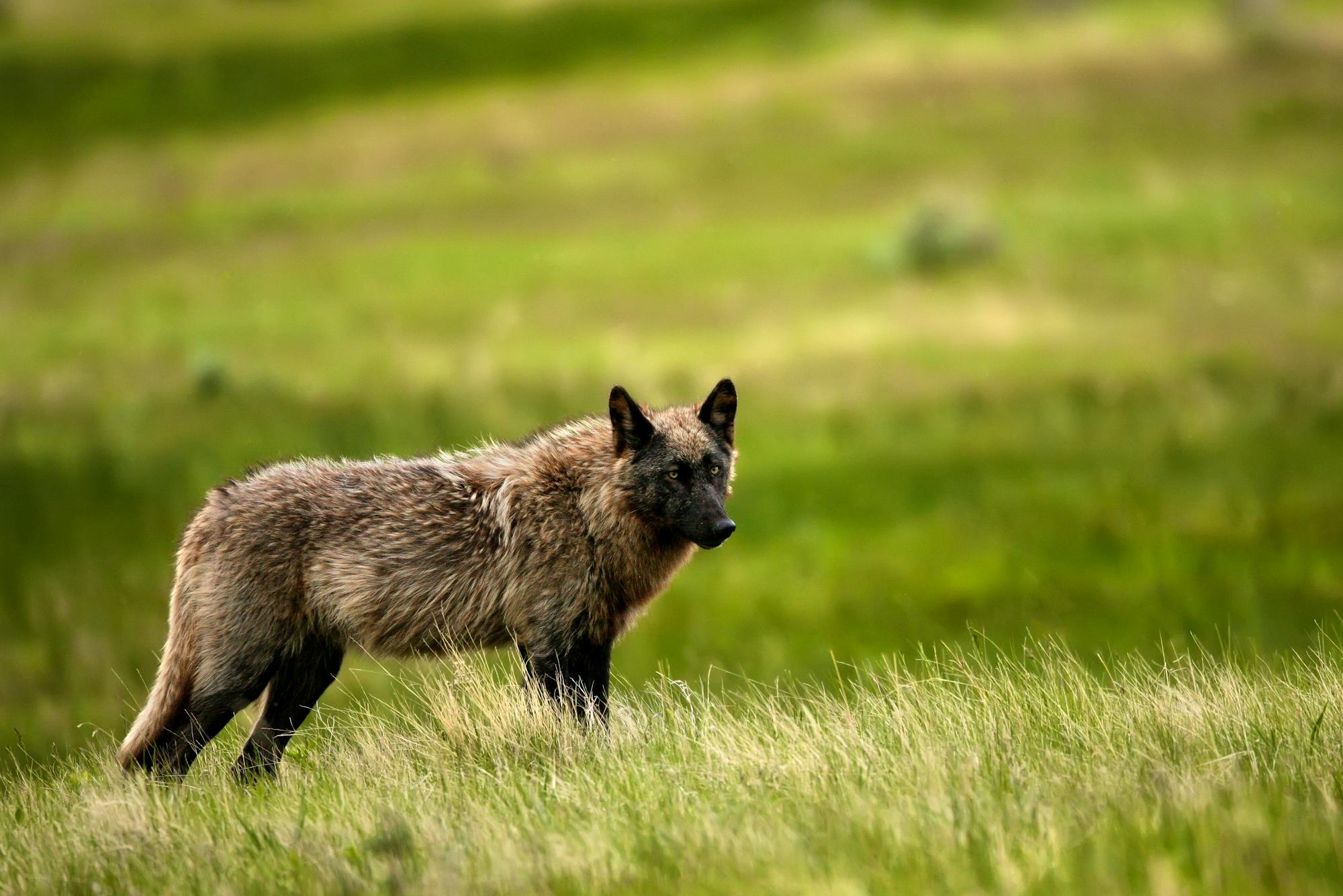 2012.06.10 - Gray Wolf - Yellowstone National Park - Wyoming - Jim Chagares