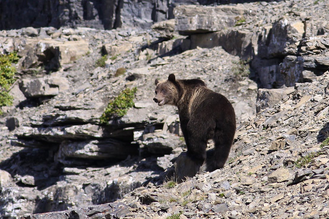 2013.09.12 - Grizzly Bear on Rocky Slope - Highline Trail - Glacier National Park - Montana - Mark Kalmbach